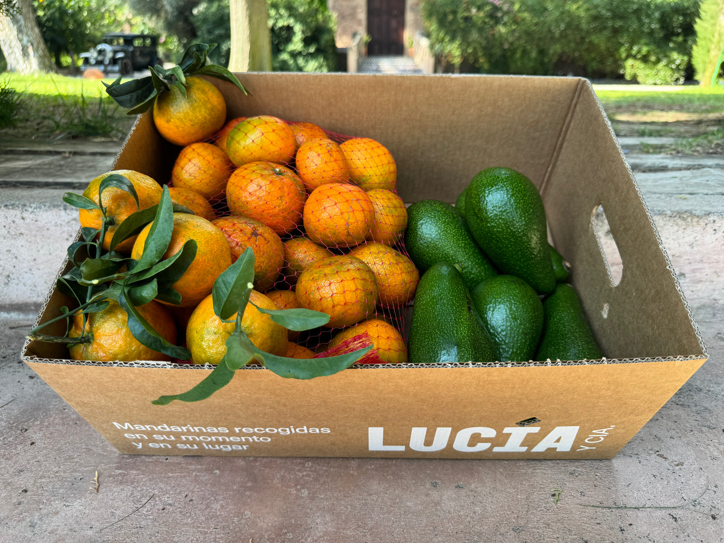 Caja mixta Mandarinas y Aguacates